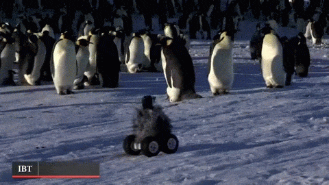 Robot penguin.gif